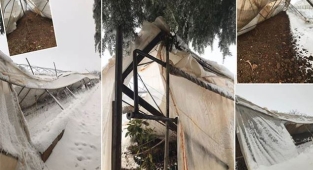 Bozova'da seralar çöktü! Çiftçinin zararı büyük!