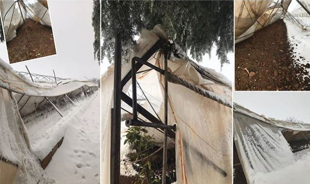 Bozova'da seralar çöktü! Çiftçinin zararı büyük!