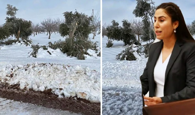 Bozova'daki zeytin ağaçları meclise taşındı