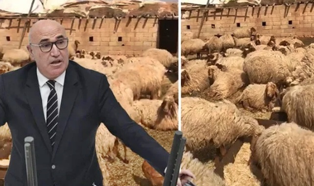 Ceylanpınar'da 17 koyun gözaltına alındı