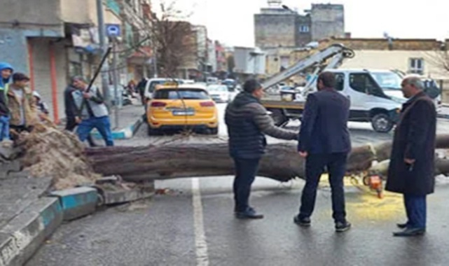 Haliliye'de ağaç yola devrildi!