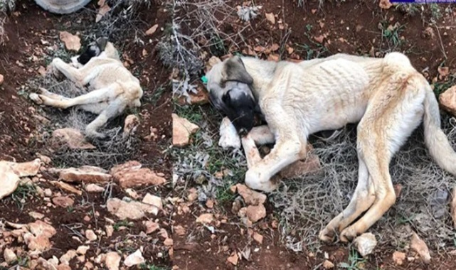 Şanlıurfa Belediyelerine yakışmayan hareketler