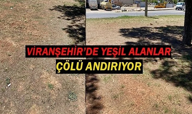 Sahra Çölü değil Viranşehir yeşil alanları