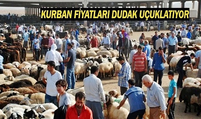 Şanlıurfa'da kurbanlık fiyatları belli oldu!