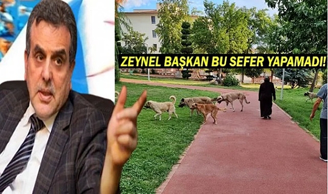 10 yaşındaki çocuğa köpekler saldırdı!