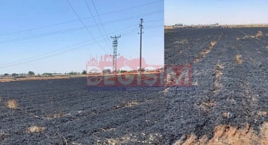 Başkan Çelikli'nin tarlası kül oldu!