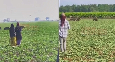 Urfalı işçilerin tarlasını domuzlar bastı!