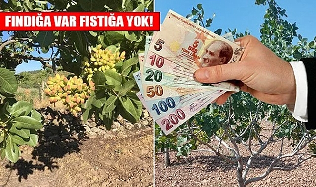 Fıstık üreticisi taban fiyatı istiyor!