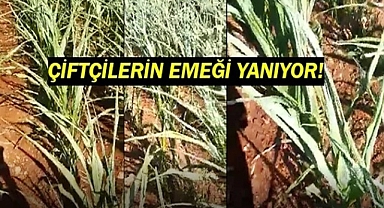 Çiftçiler gemileri yakmak üzere!