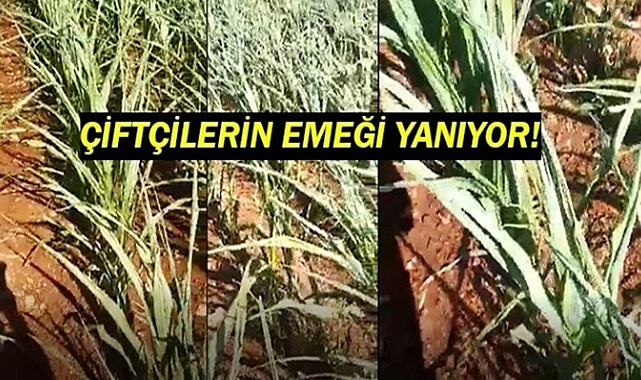 Çiftçiler gemileri yakmak üzere!