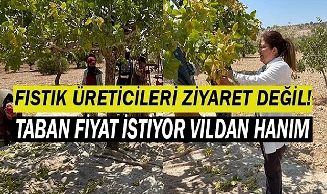 Fıstık üreticileri taban fiyat bekliyor! Ziyaretçi değil