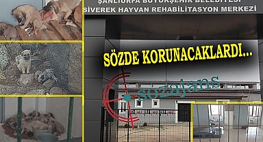 Modern hayvan barınağında hayvanlar ölüyor