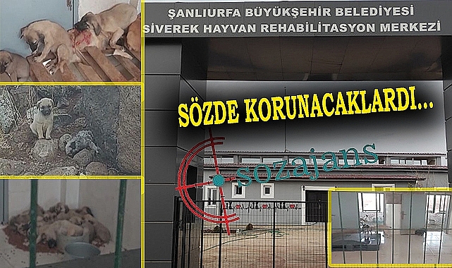 Modern hayvan barınağında hayvanlar ölüyor