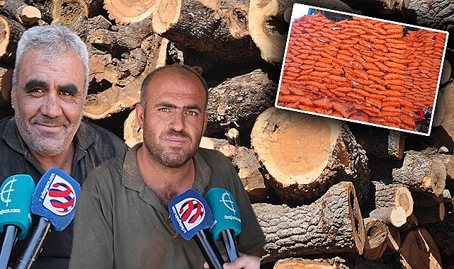 Kış yaklaştı! Yoksulun yakacağı lüks oldu