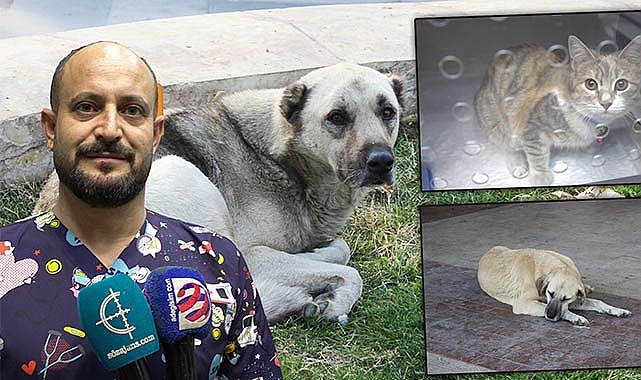 Şanlıurfalılar dikkat! Köpek saldırılarından korunmanın yolları